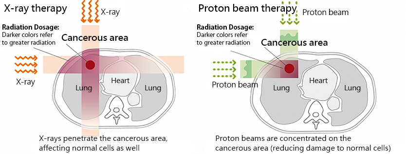 About the Effects on Internal Organs